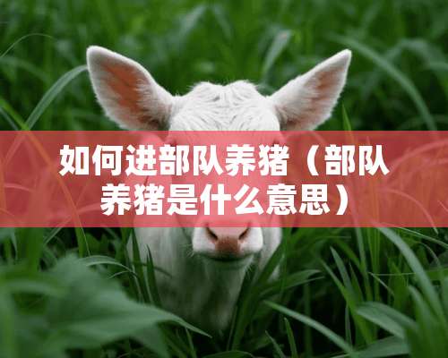 如何进**养猪（**养猪是什么意思）