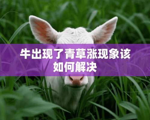 牛出现了青草涨现象该如何解决