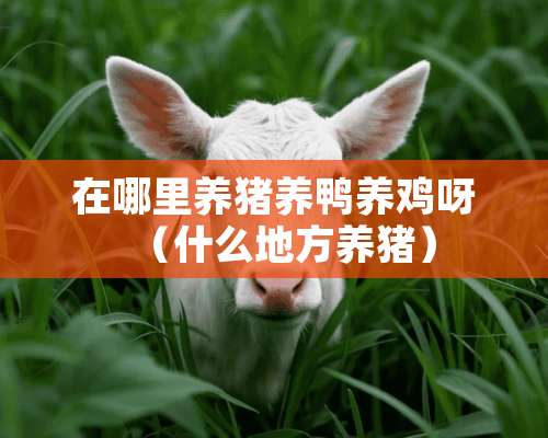 在哪里养猪养鸭养鸡呀（什么地方养猪）