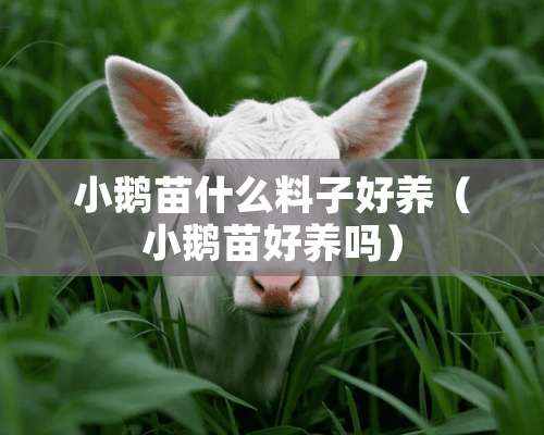 小鹅苗什么料子好养（小鹅苗好养吗）