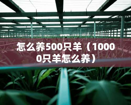 怎么养500只羊（10000只羊怎么养）