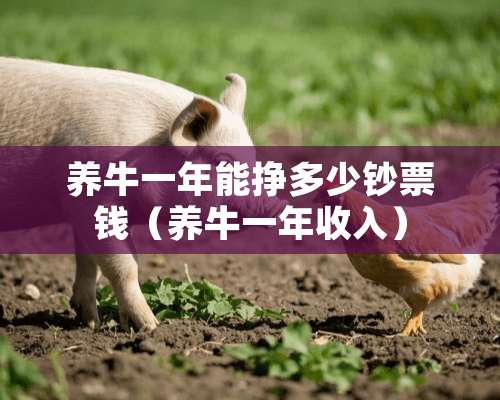 养牛一年能挣多少钞票钱（养牛一年收入）