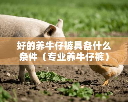 好的养牛仔裤具备什么条件（专业养牛仔裤）