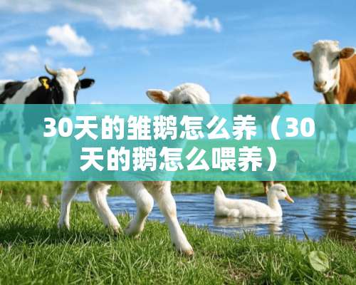 30天的雏鹅怎么养（30天的鹅怎么喂养）