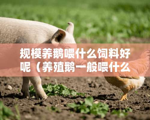 规模养鹅喂什么饲料好呢（养殖鹅一般喂什么）