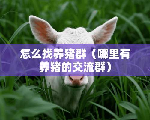 怎么找养猪群（哪里有养猪的交流群）