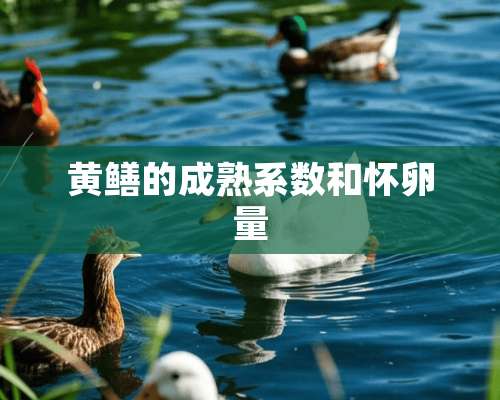 黄鳝的成熟系数和怀卵量