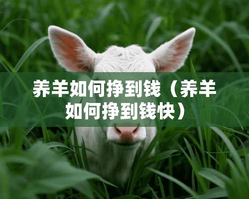 养羊如何挣到钱（养羊如何挣到钱快）