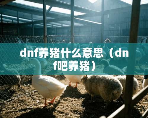 dnf养猪什么意思（dnf吧养猪）