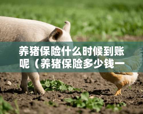 养猪保险什么时候到账呢（养猪保险多少钱一头）