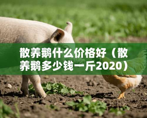 散养鹅什么价格好（散养鹅多少钱一斤2020）