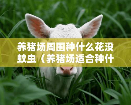 养猪场周围种什么花没蚊虫（养猪场适合种什么花）