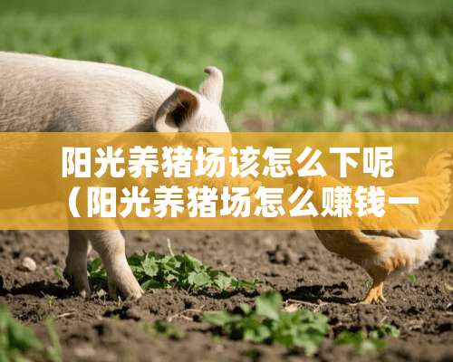 阳光养猪场该怎么下呢（阳光养猪场怎么赚钱一天能赚多少钱）