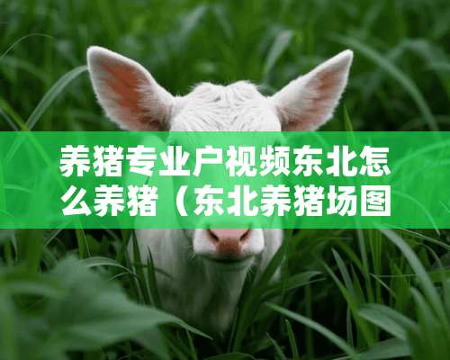 养猪专业户视频东北怎么养猪（东北养猪场图片）