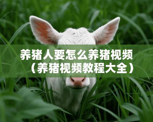 养猪人要怎么养猪视频（养猪视频教程大全）