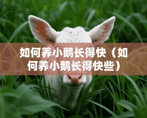 如何养小鹅长得快（如何养小鹅长得快些）