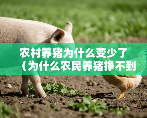 农村养猪为什么变少了（为什么农民养猪挣不到钱）