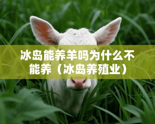 冰岛能养羊吗为什么不能养（冰岛养殖业）