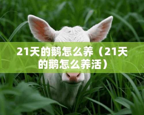 21天的鹅怎么养（21天的鹅怎么养活）