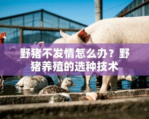 野猪不**怎么办？野猪养殖的选种技术