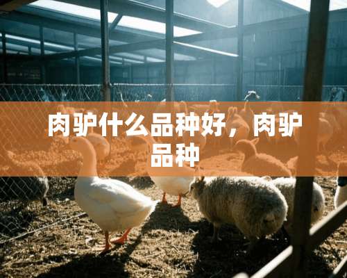 肉驴什么品种好，肉驴品种