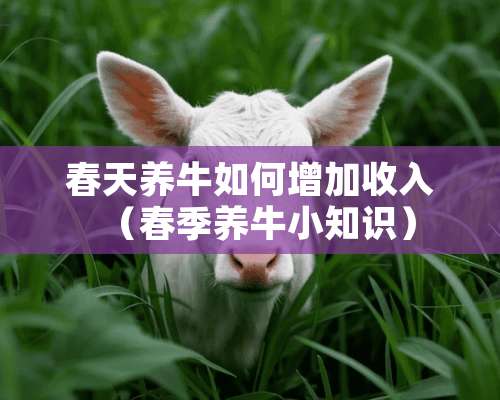 春天养牛如何增加收入（春季养牛小知识）