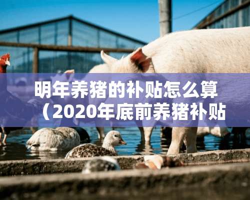 明年养猪的补贴怎么算（2020年底前养猪补贴怎么申请）