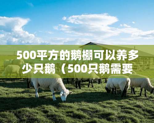 500平方的鹅棚可以养多少只鹅（500只鹅需要多大场地）