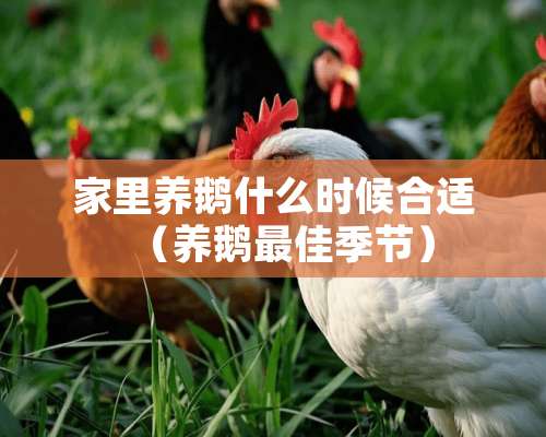 家里养鹅什么时候合适（养鹅最佳季节）