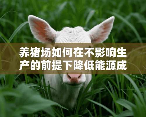 养猪场如何在不影响生产的前提下降低能源成本