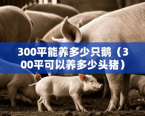 300平能养多少只鹅（300平可以养多少头猪）