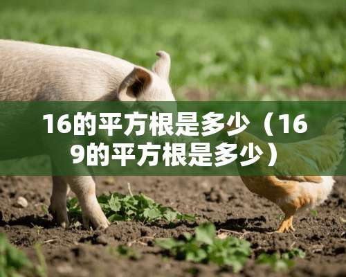 16的平方根是多少（169的平方根是多少）