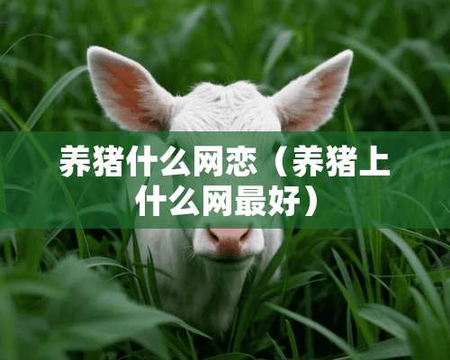 养猪什么网恋（养猪上什么网最好）