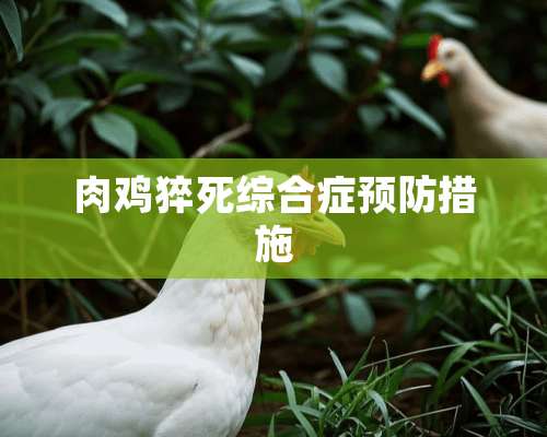 肉鸡猝死综合症预防措施