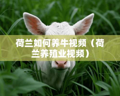 荷兰如何养牛视频（荷兰养殖业视频）