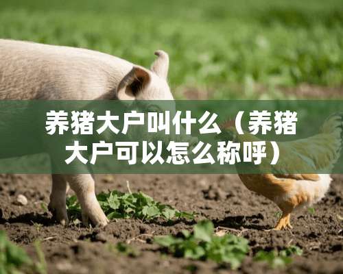 养猪大户叫什么（养猪大户可以怎么称呼）