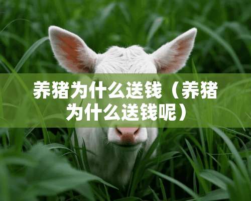 养猪为什么送钱（养猪为什么送钱呢）