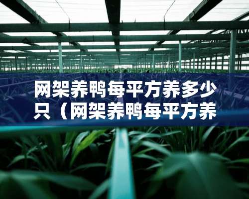 网架养鸭每平方养多少只（网架养鸭每平方养多少只合适）