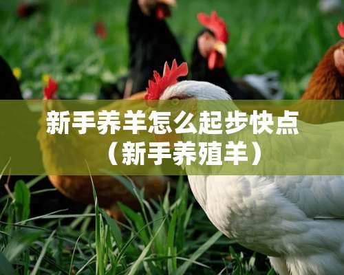 新手养羊怎么起步快点（新手养殖羊）