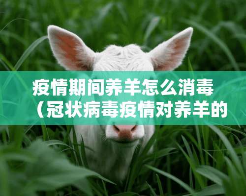 疫情期间养羊怎么消毒（冠状病毒疫情对养羊的影响）