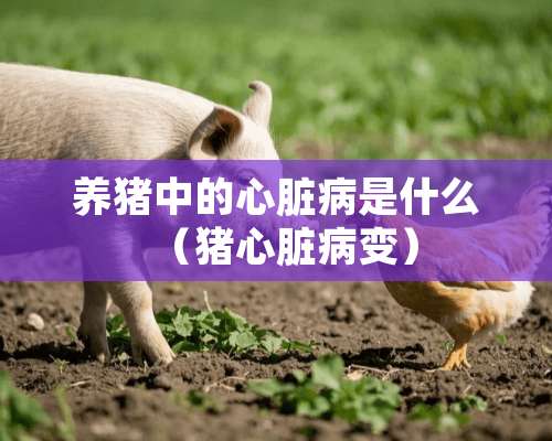 养猪中的心脏病是什么（猪心脏病变）