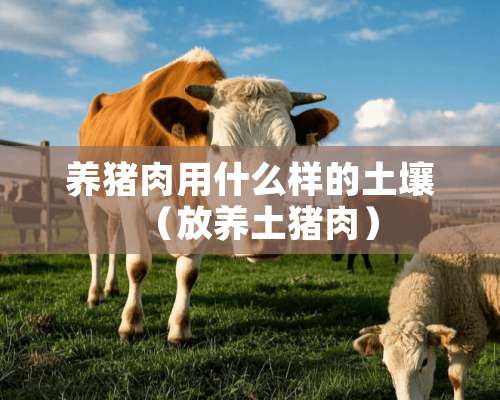 养猪肉用什么样的土壤（放养土猪肉）