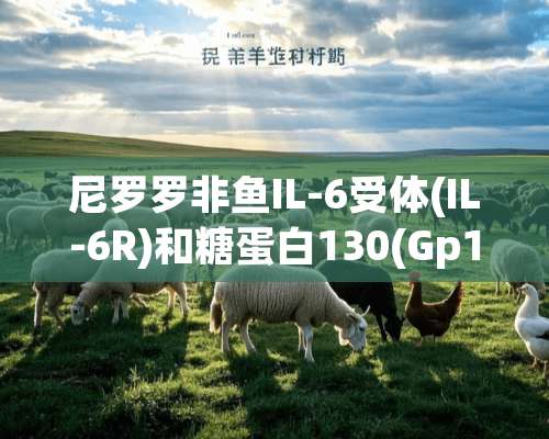 尼罗罗非鱼IL-6受体(IL-6R)和糖蛋白130(Gp130)的分子功能研究