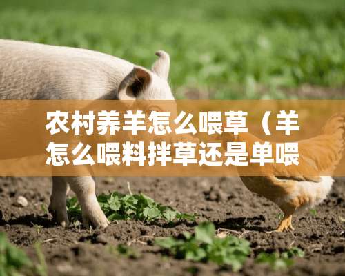 农村养羊怎么喂草（羊怎么喂料拌草还是单喂）