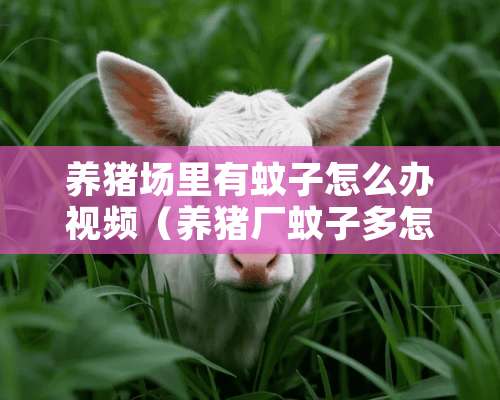 养猪场里有蚊子怎么办视频（养猪厂蚊子多怎么灭）