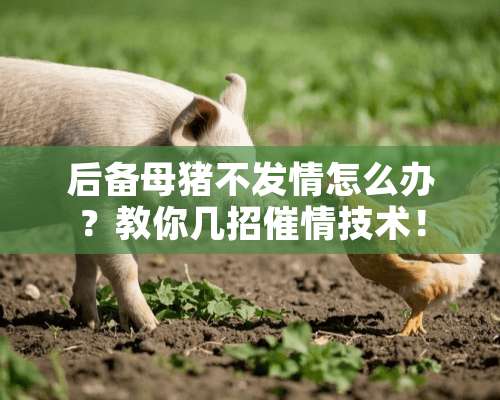 后备母猪不**怎么办？教你几招**技术！