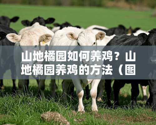 山地橘园如何养鸡？山地橘园养鸡的方法（图）