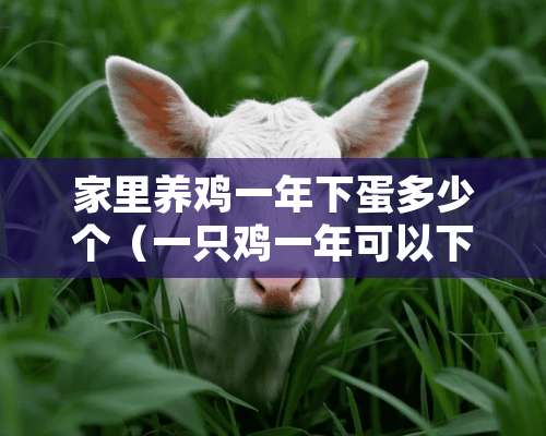 家里养鸡一年下蛋多少个（一只鸡一年可以下多少蛋）