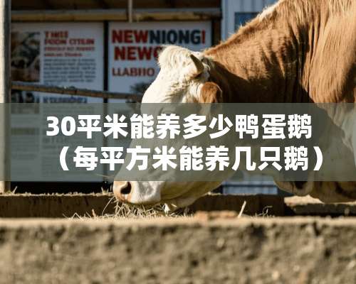 30平米能养多少鸭蛋鹅（每平方米能养几只鹅）