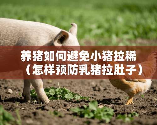 养猪如何避免小猪拉稀（怎样预防乳猪拉肚子）